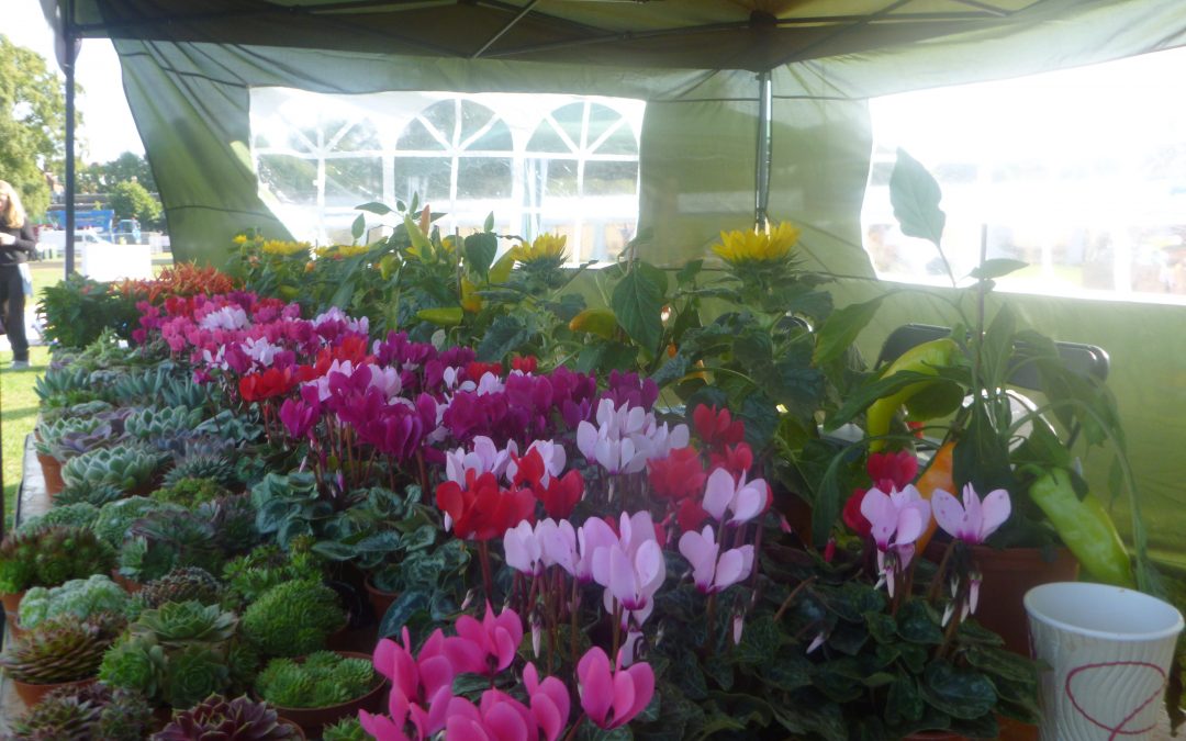 Rathbone at Lambeth Country Show